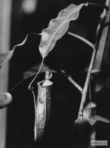 OBRĄPALSKA Fortunata | Pitcher Plant