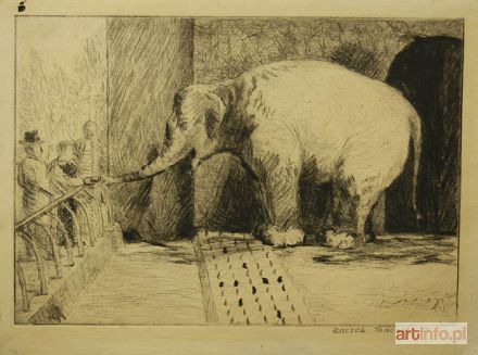 ŻACZEK Tadeusz | Słoń na wybiegu, 1955 r.
