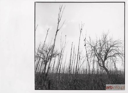 ZDEBIAK Antoni | bez tytułu, 1988 (studium do projektu; rower wiszący na drzewie; zdjęcie wykonane nad Wisłą w Mięćmierzu)