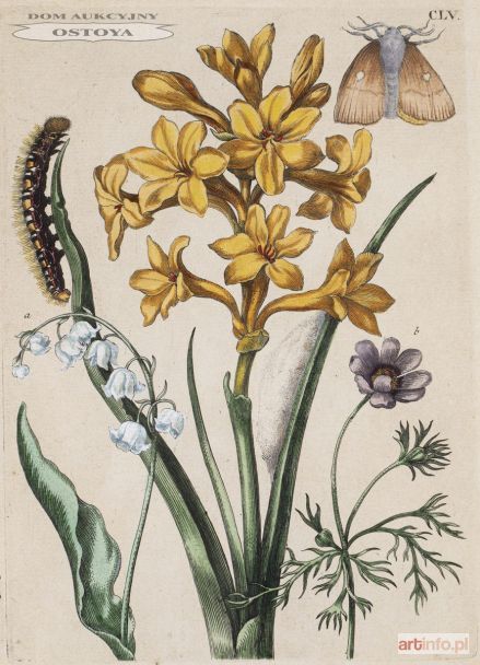 INDYJSKI HIACYNT, 1730