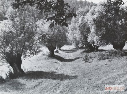 BANKIEWICZ Czesław | PEJZAŻ Z WIERZBAMI, 1968