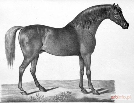 AUTOR nieokreślony | Brown Horse