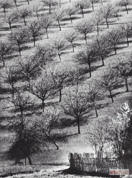 RYDET Tadeusz | Orchard from the Landscapes series