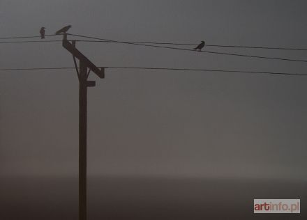 CAMPIO  | Ravens, 2013 r.