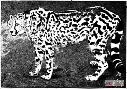 JANICKI Krzysztof | Gepard, 2013